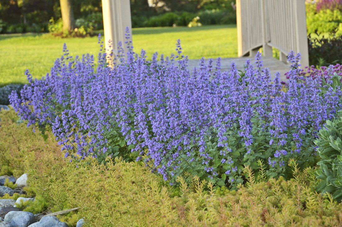 Котовник Фассена (Nepeta