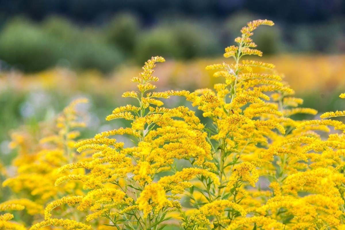 Полевые желтые цветы кисточкой Solidago