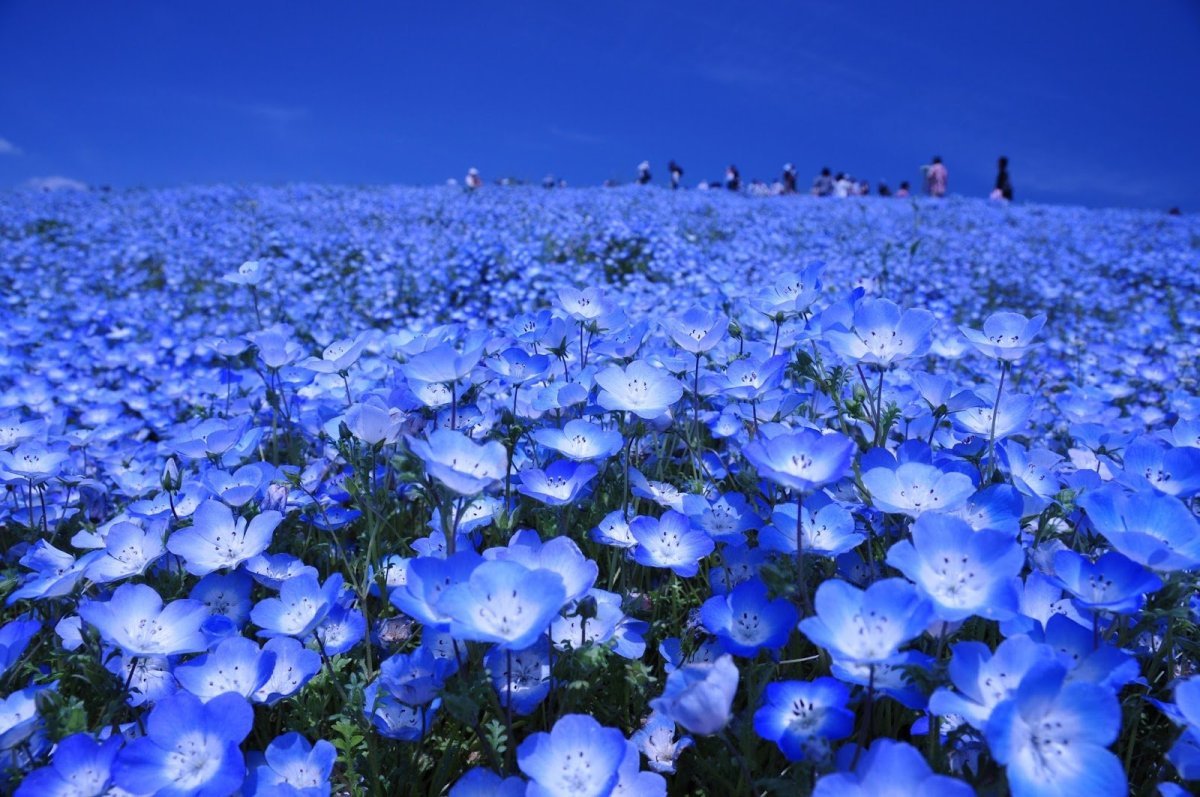 Голубые цветы в японии