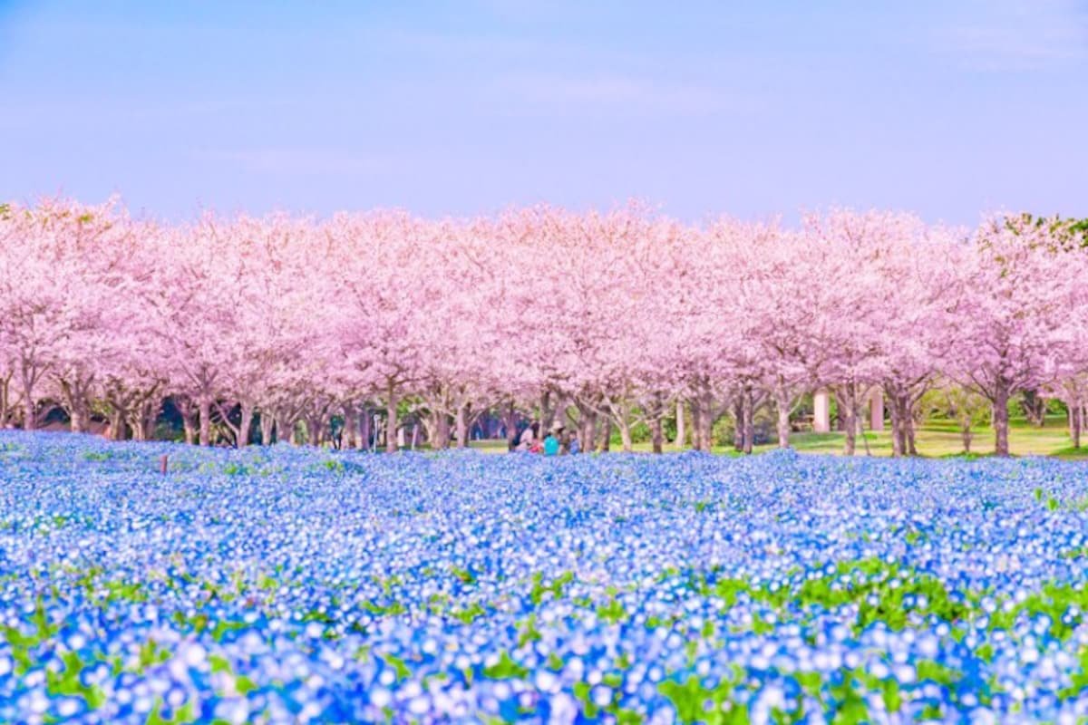 Uminonakamichi Seaside Park
