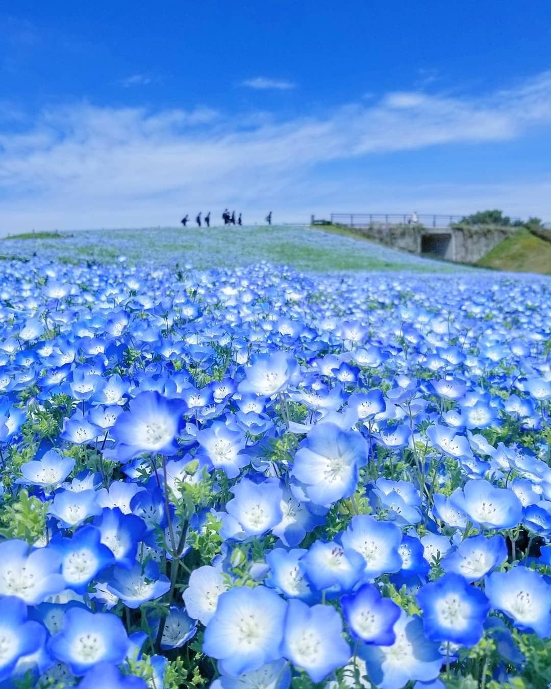 Uminonakamichi Seaside Park