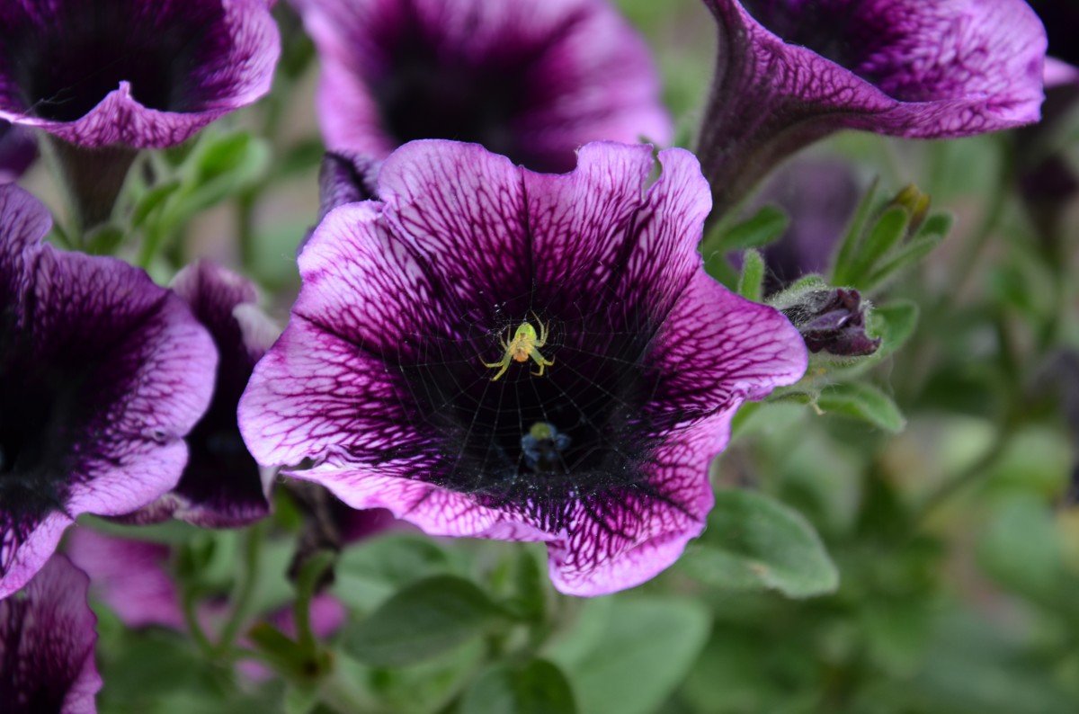 Петуния go Tunia Purple Eye