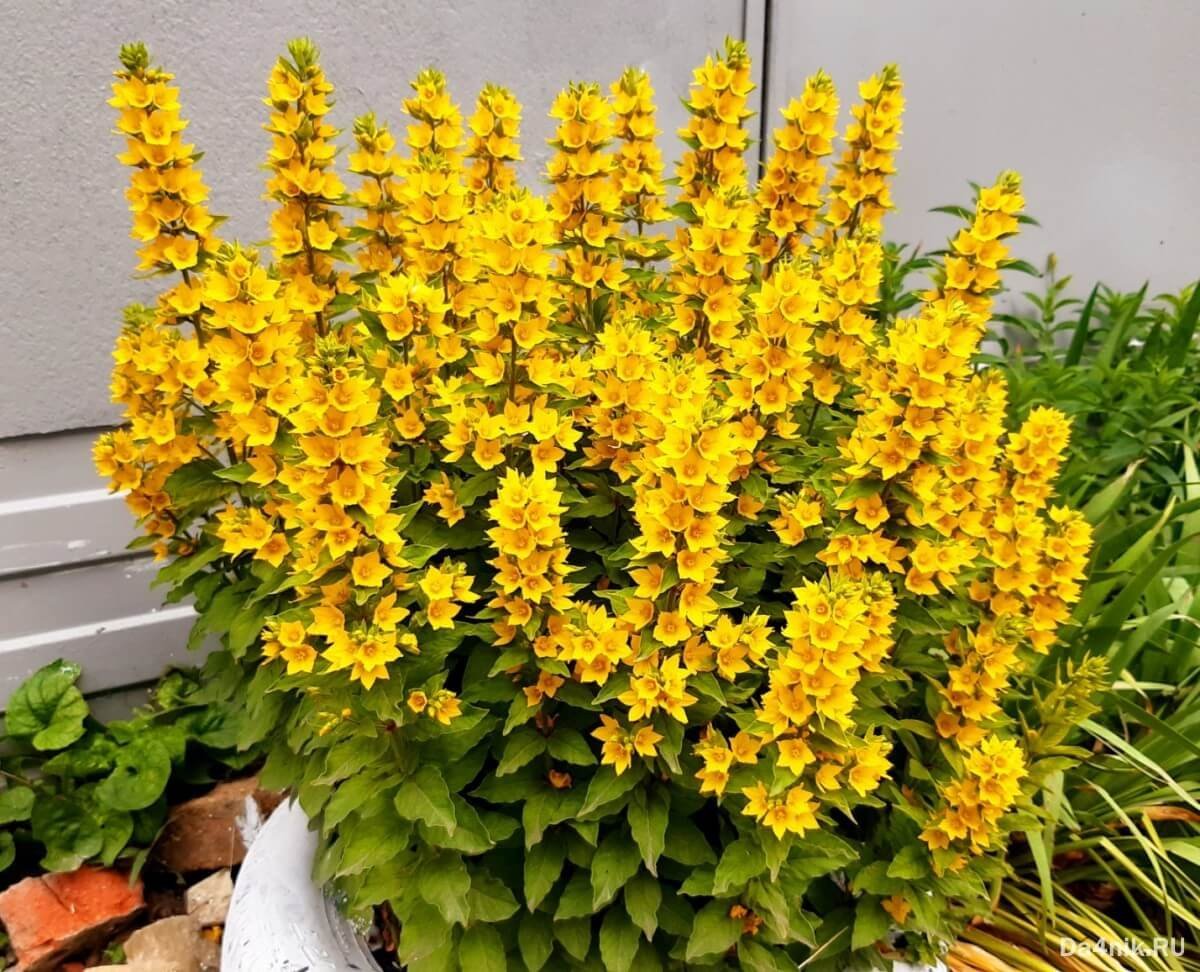 Высокое растение с желтыми цветами