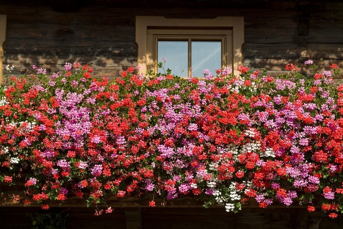 Balkonblumen