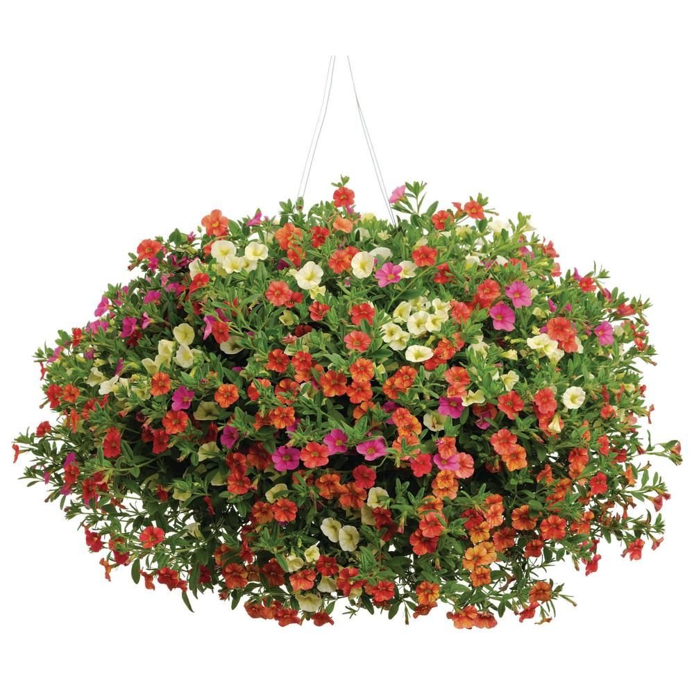 Calibrachoa SUPERBELLS Dragonfruit