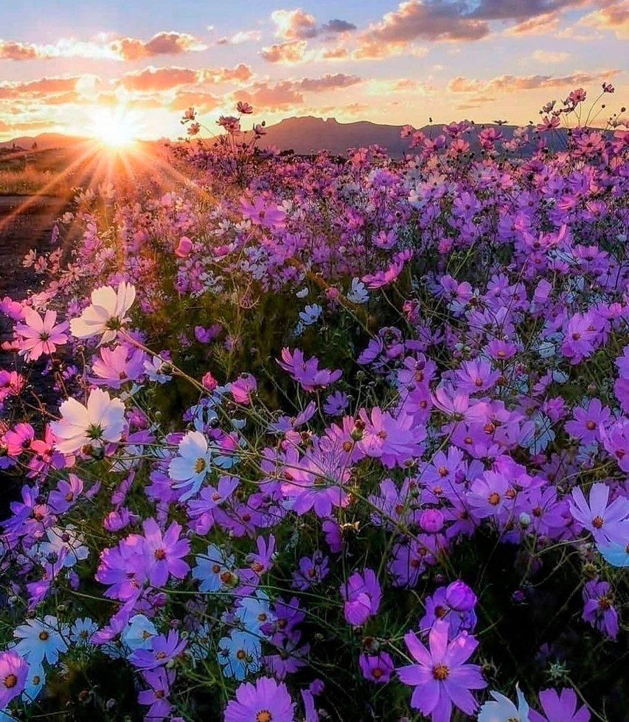 Лето цветы
