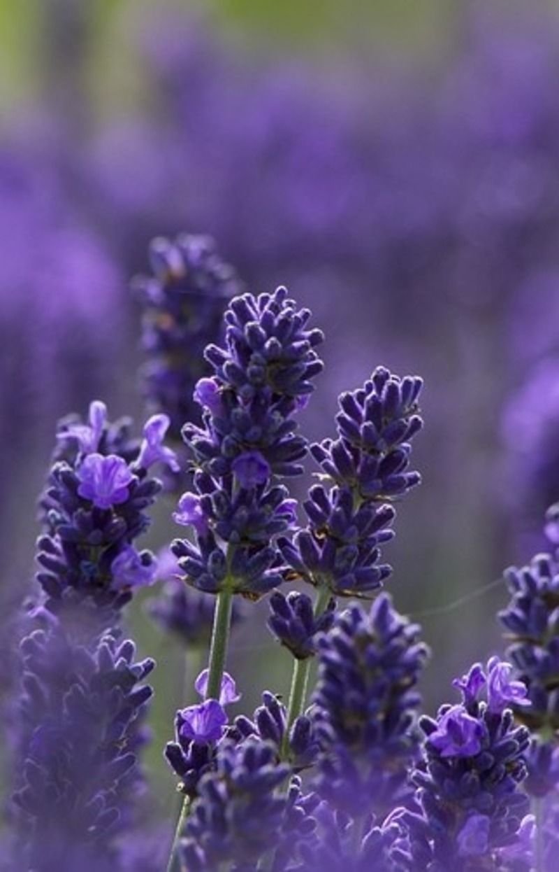 Лаванда Spirit Purple Blue