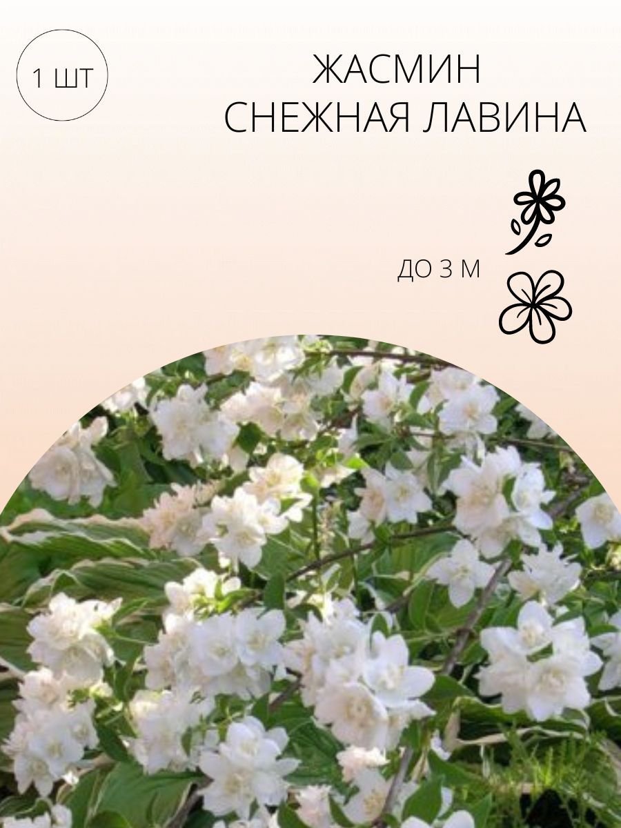Сорт жасмина с крупными цветами