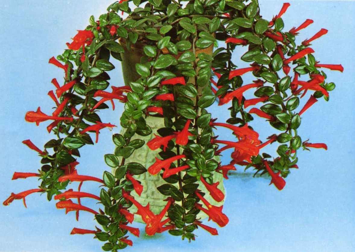 Ампельное растение с красными цветами