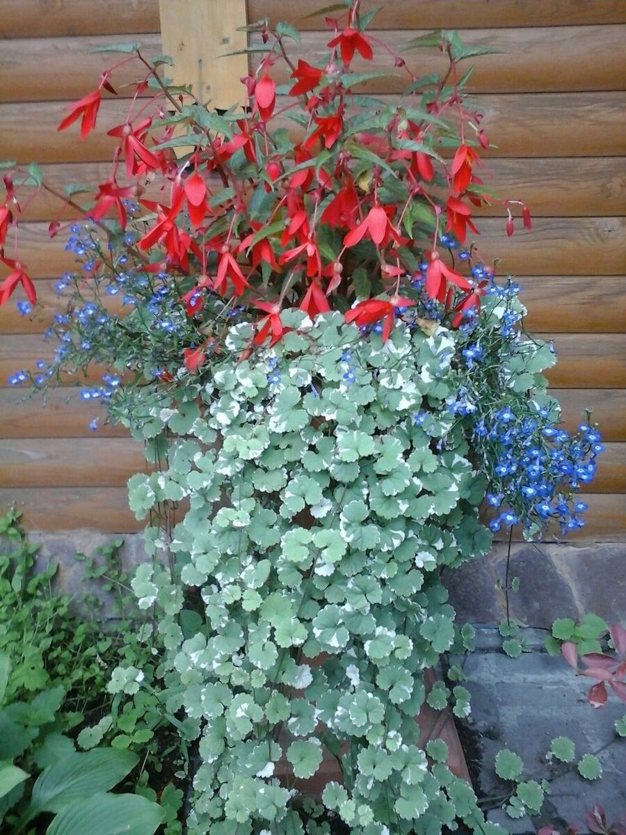 Будра глехома