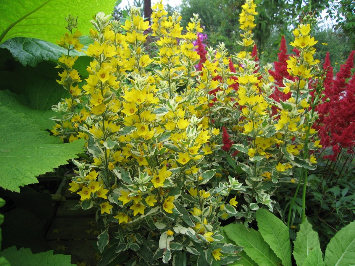 Вербейник точечный (Lysimachia punctata)