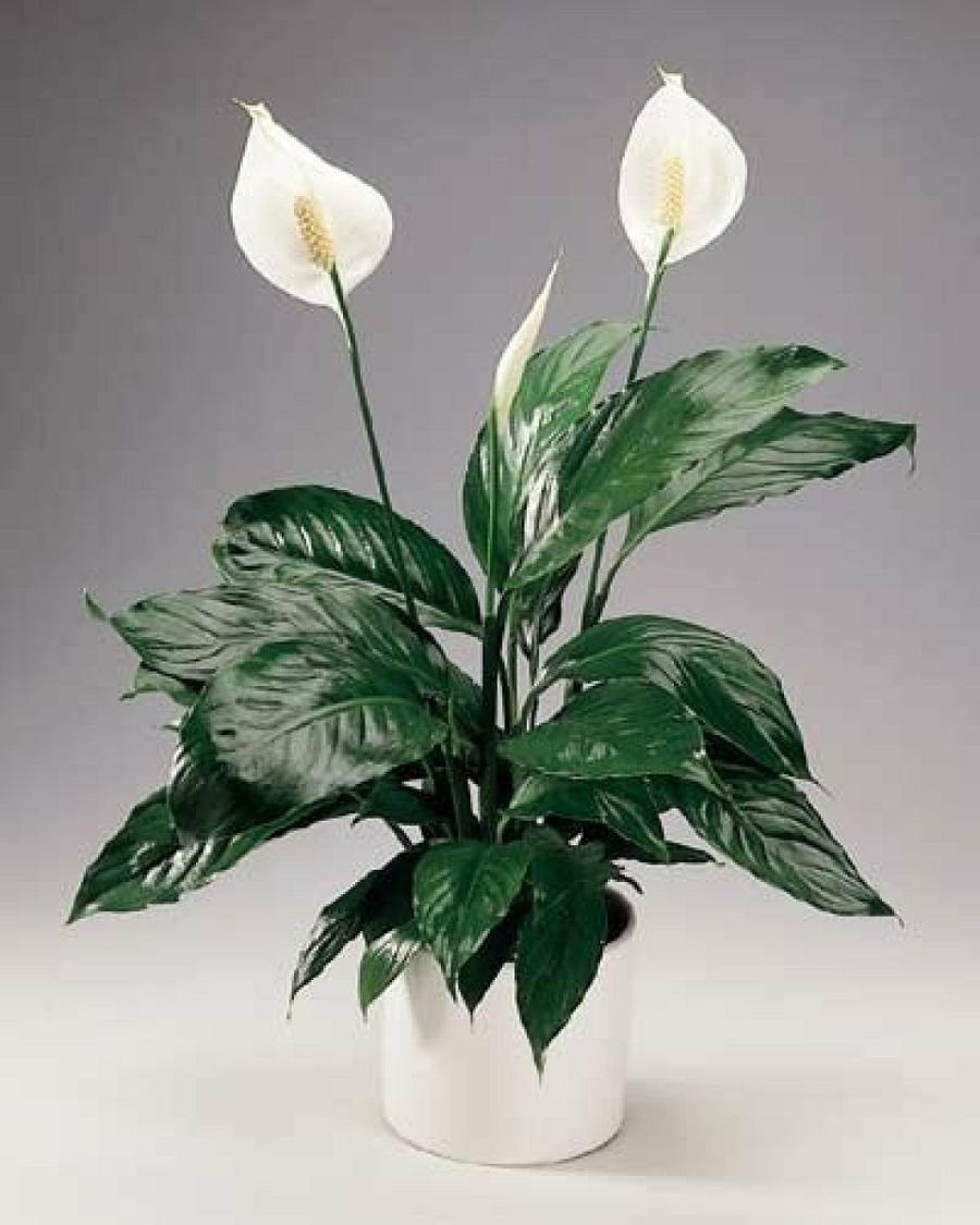 Спатифиллум обильноцветущий Spathiphyllum