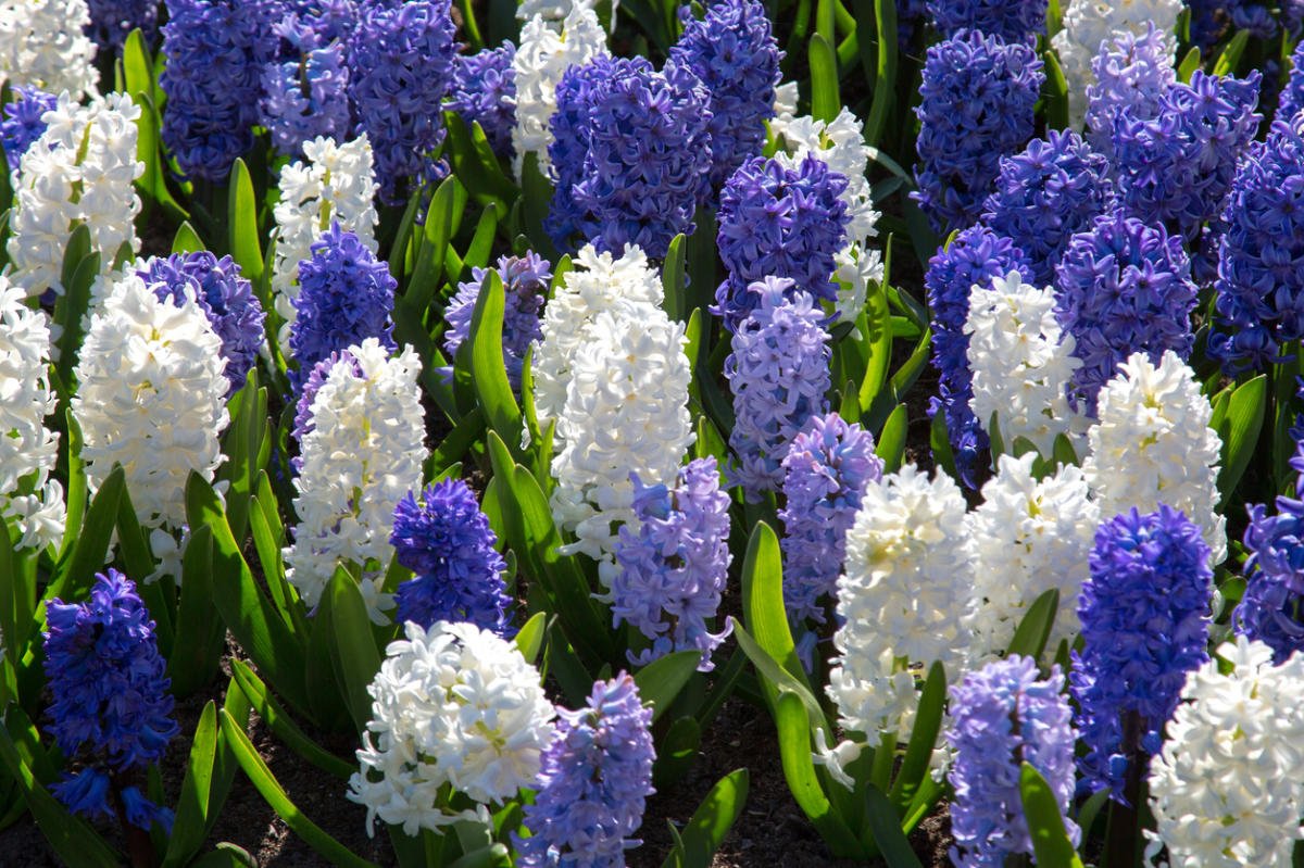 Hyacinthus цветок