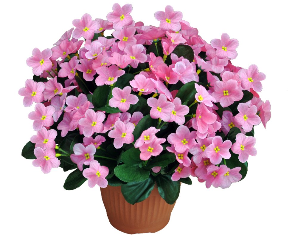 Фиалка Pink Rose