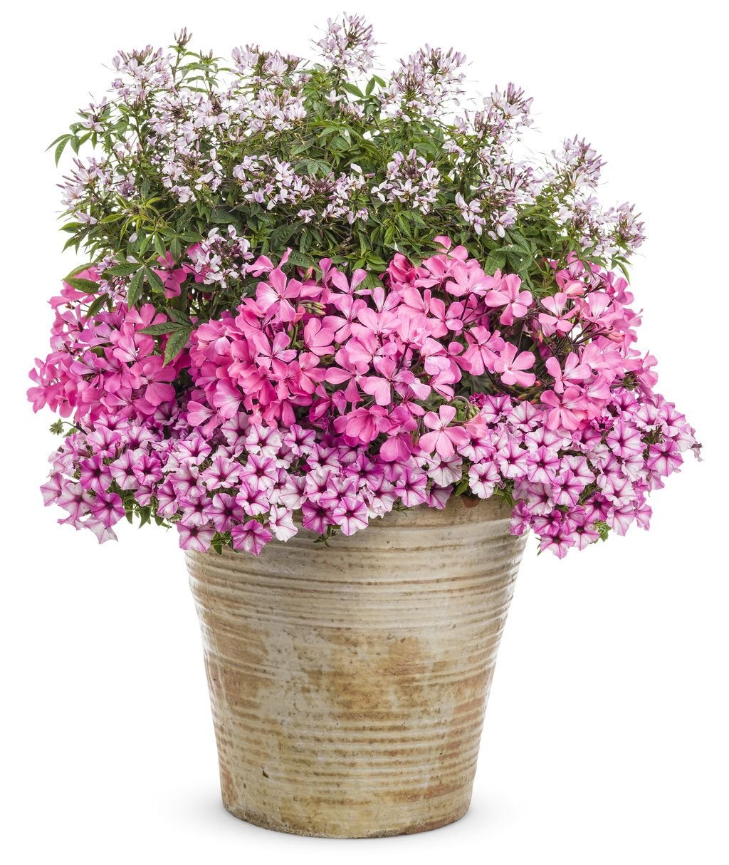 Петуния Supertunia Pink Star