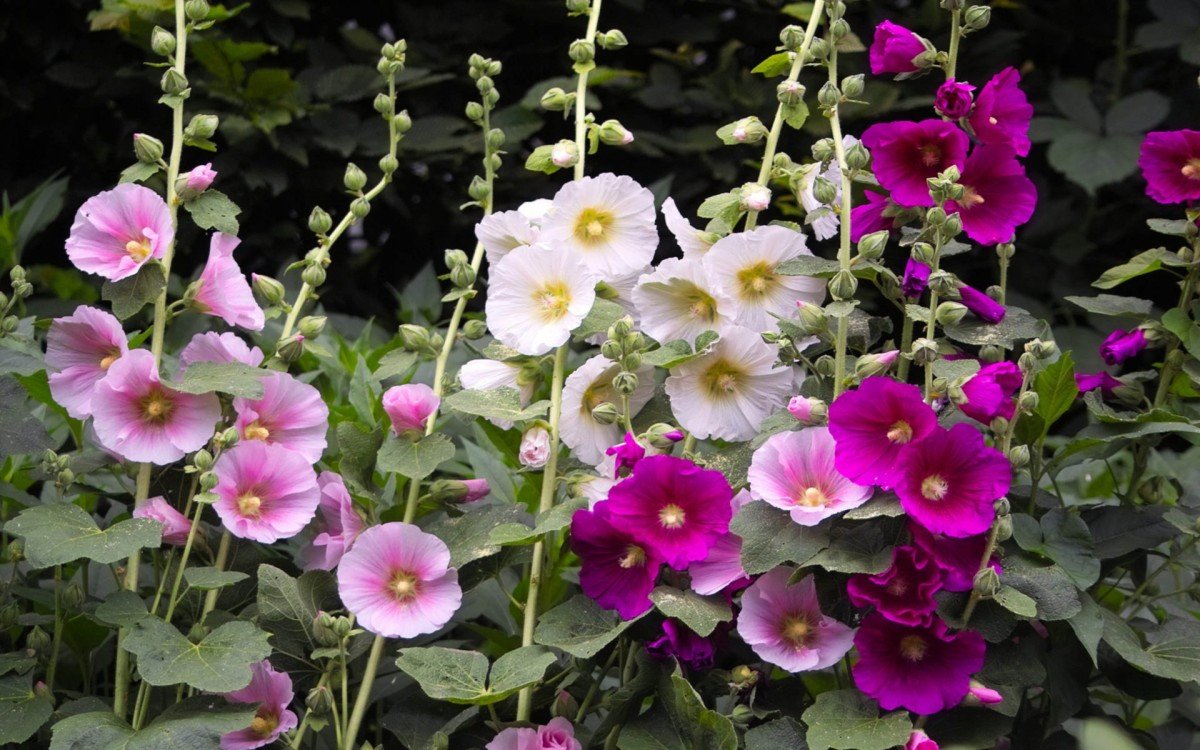 Мальва – Alcea rosea