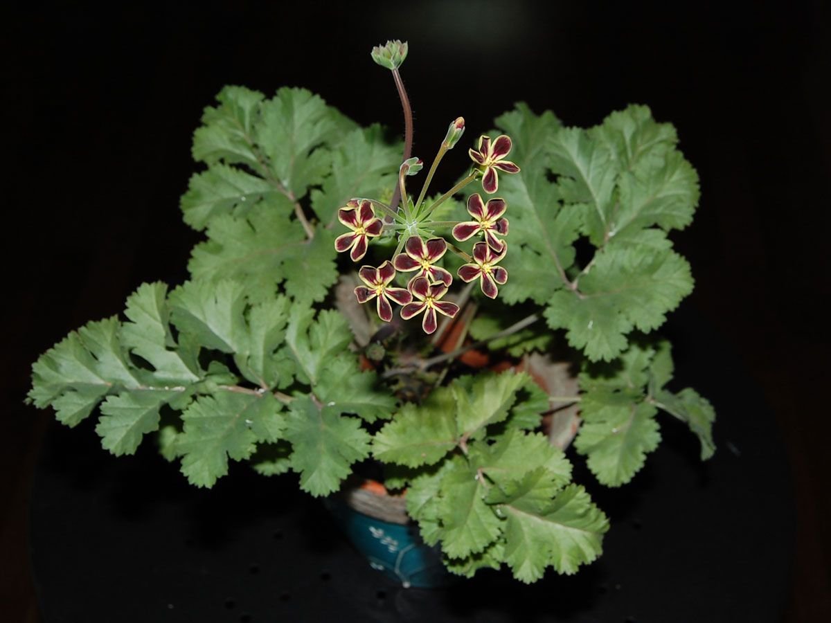 Пеларгония gibbosum