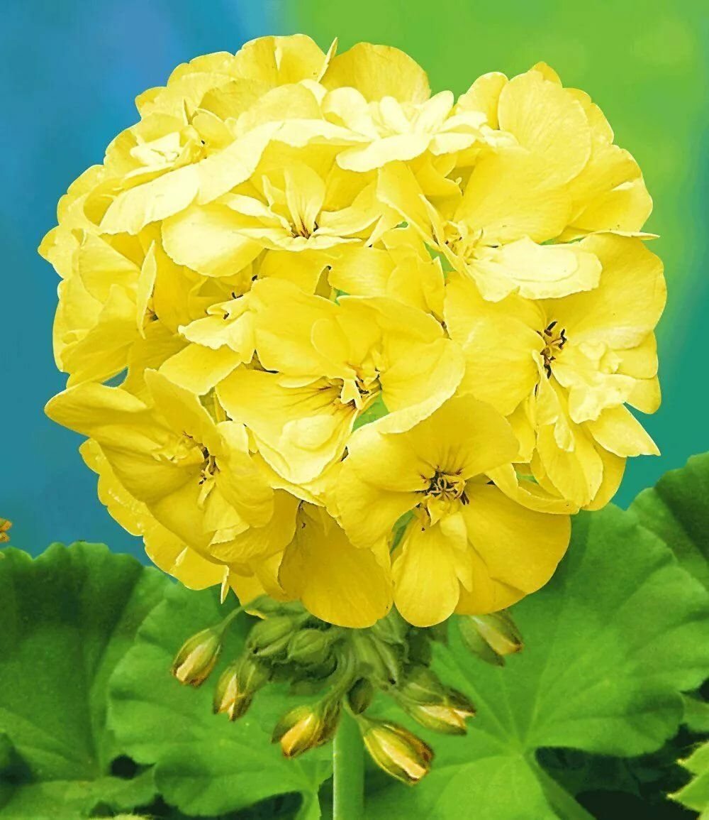 Пеларгония с желтыми цветами