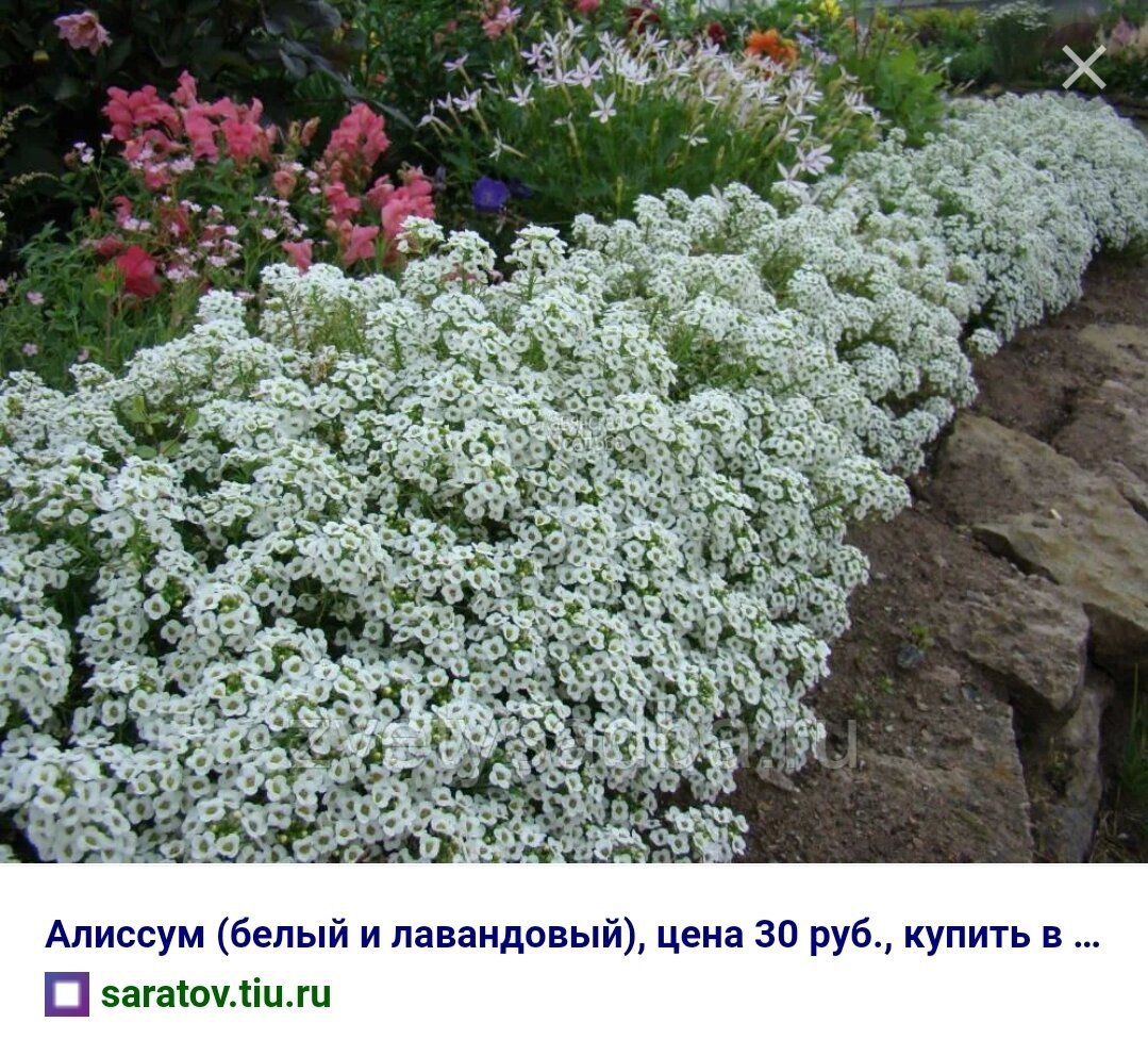 Алиссум Вондерленд Вайт
