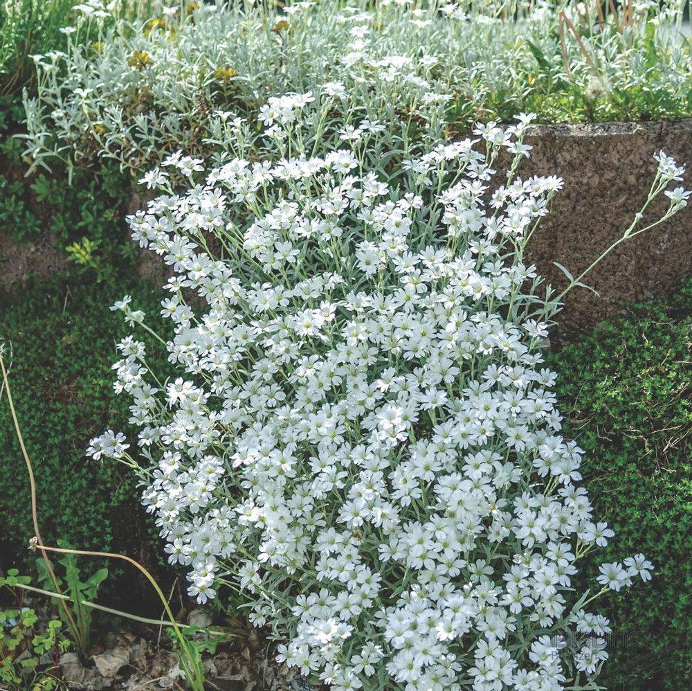 Ясколка войлочная (Cerastium tomentosum)