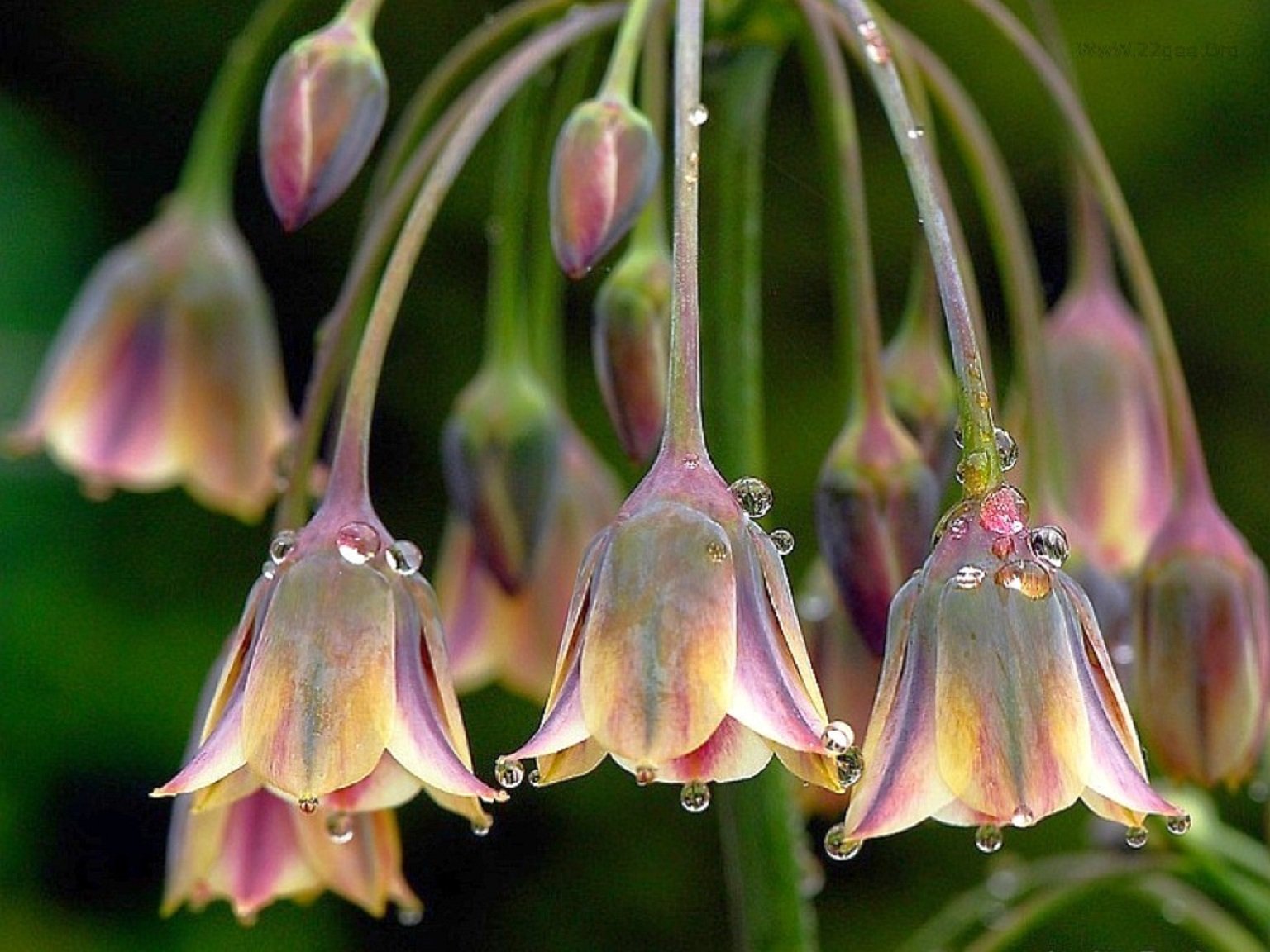 Цветы в форме колокольчика. Siculum аллиум. Цветок "колокольчик". Красивые растения. Цветы похожие на колокольчики.