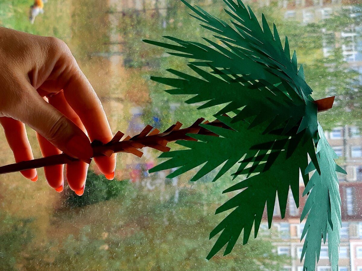 Пересадка пальмы: тонкости ухода за домашними пальмами