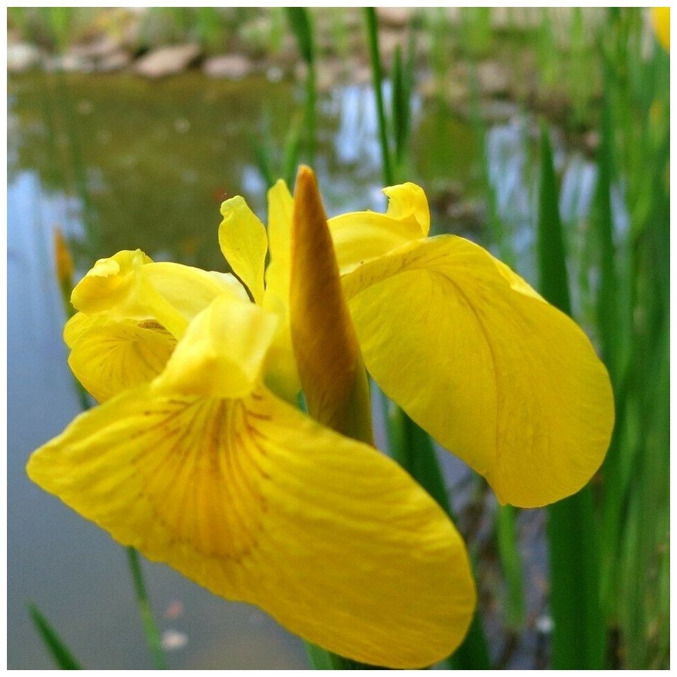 Iris pseudacorus Ирис ложноаировый