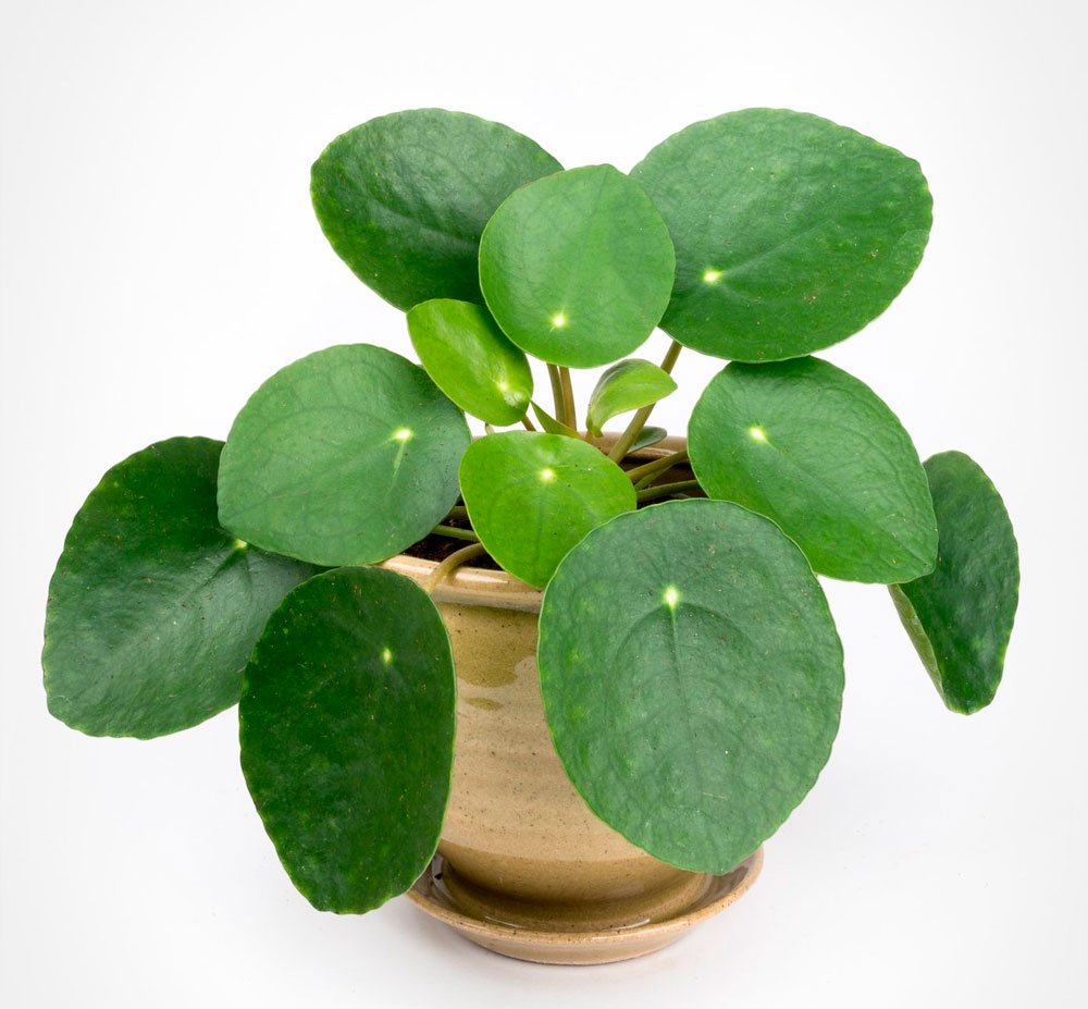 Pilea Peperomia Blooming