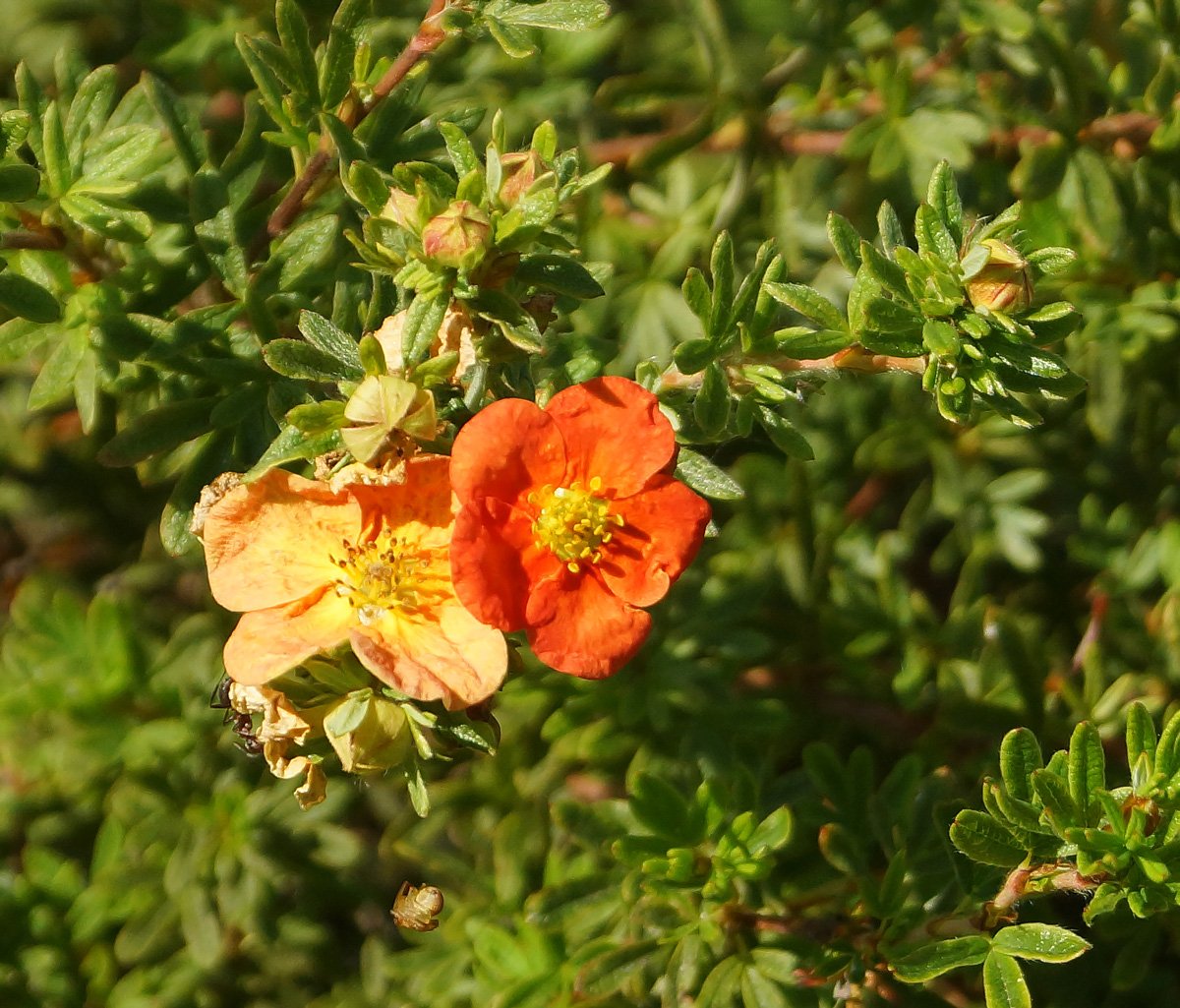 Dasiphora parvifolia