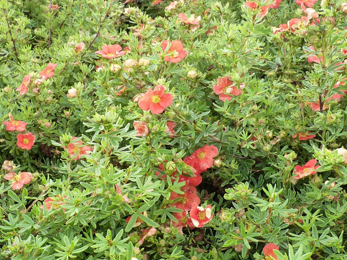 Potentilla f. Marmalade / jefmarm