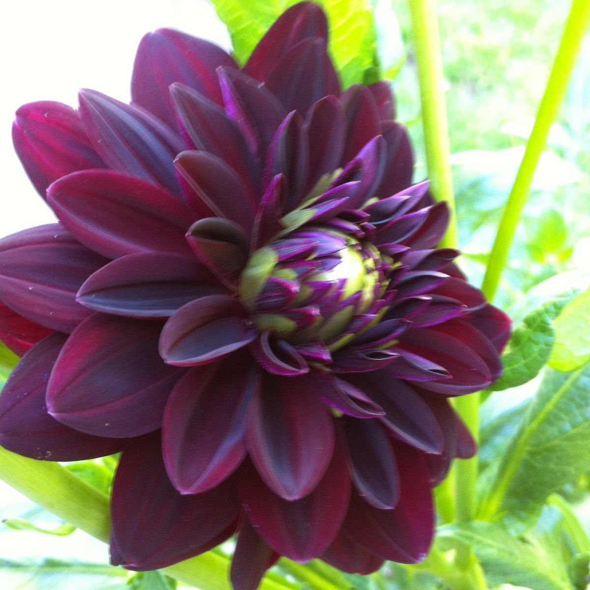 Георгина Bristol Black Dahlia