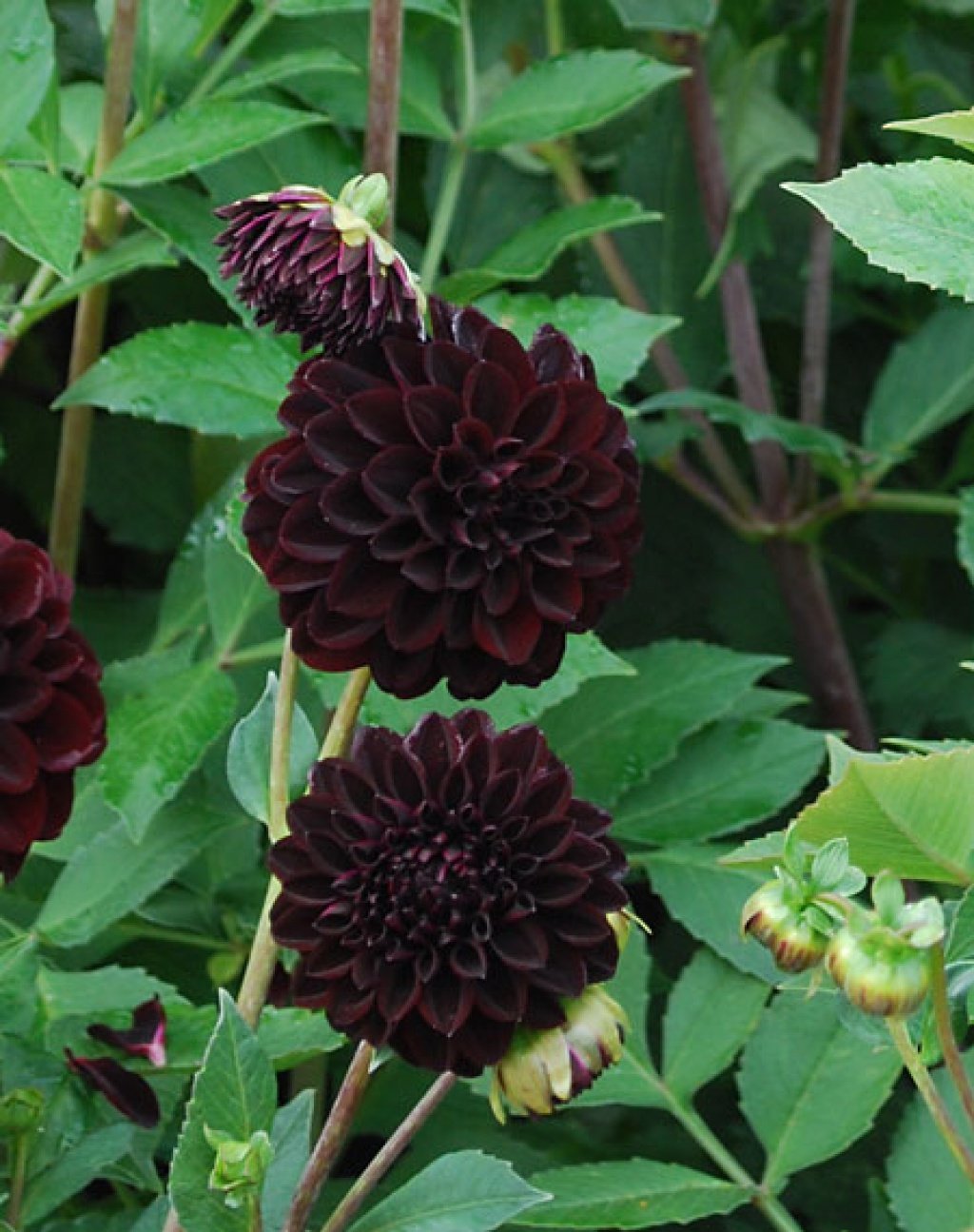 Георгина Black Beauty