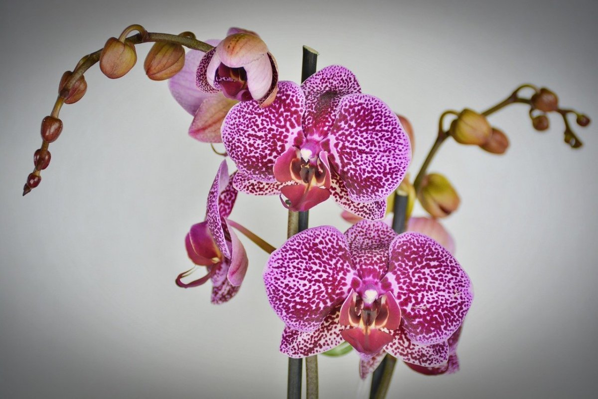 Орхидея ambiance Phalaenopsis