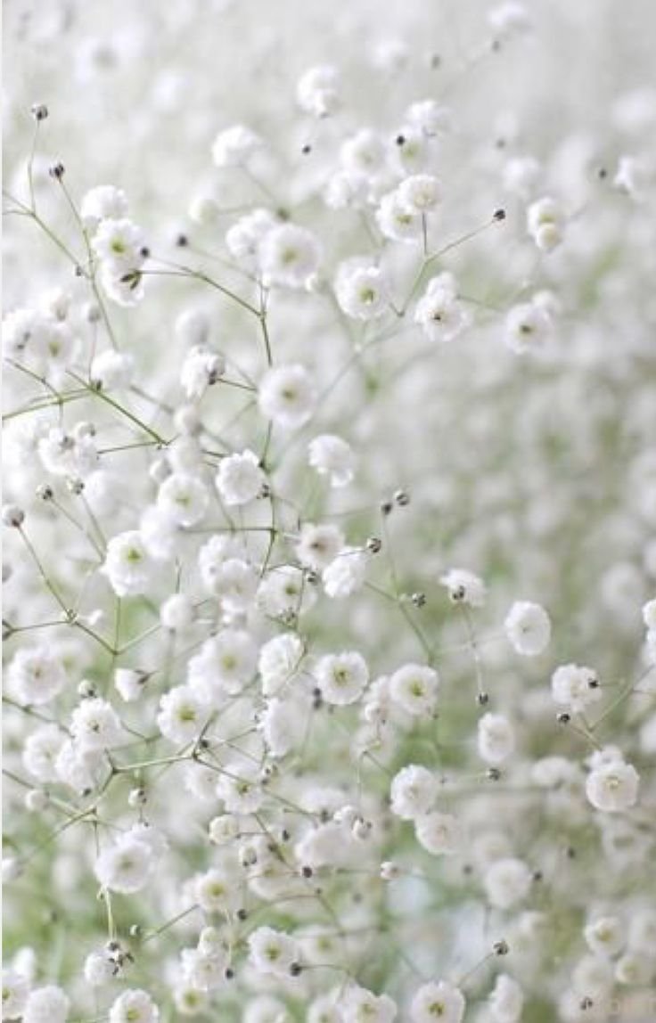 Мелкие цветы белого цвета