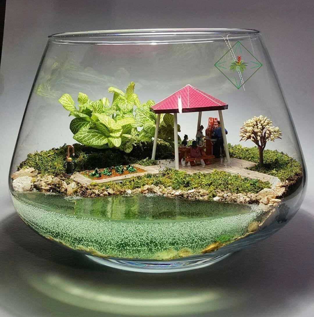 АИР злаковый флорариум