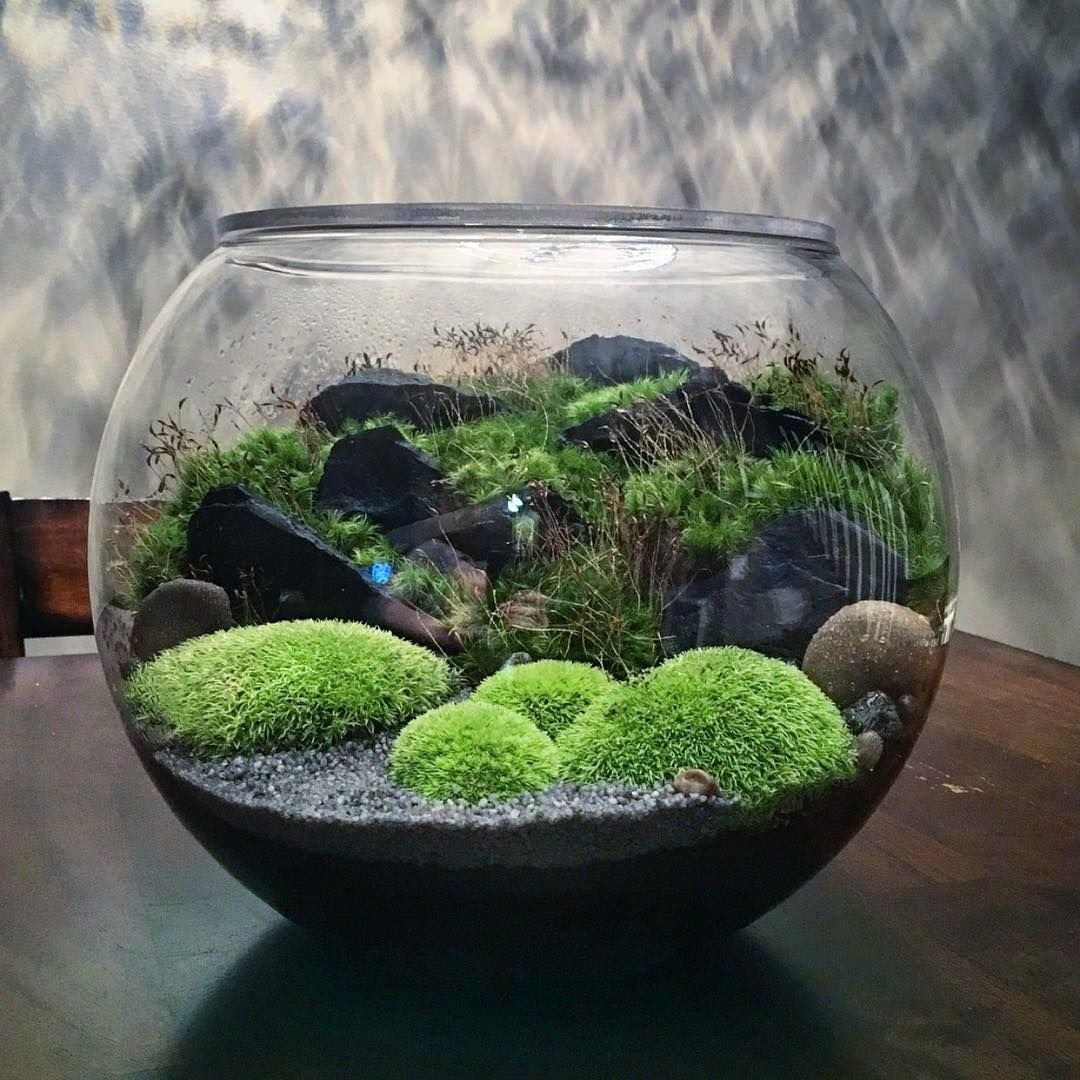 Terrarium Moss террариумный мох