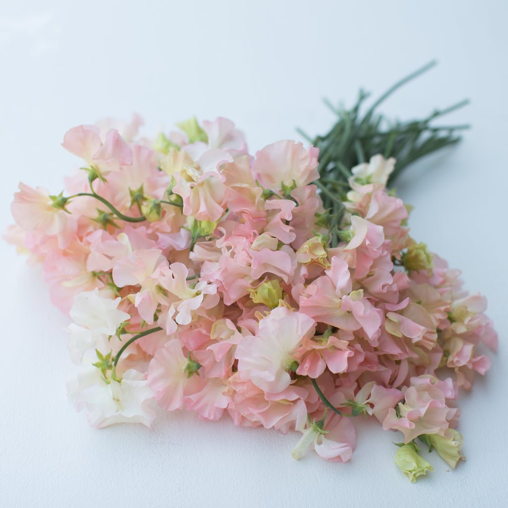 William Catherine Salmon Pink EAG Sweet Peas