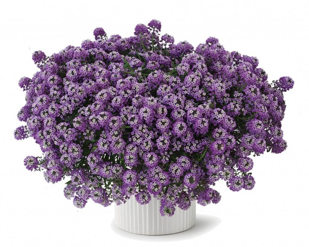 Алиссум Lucia Purple