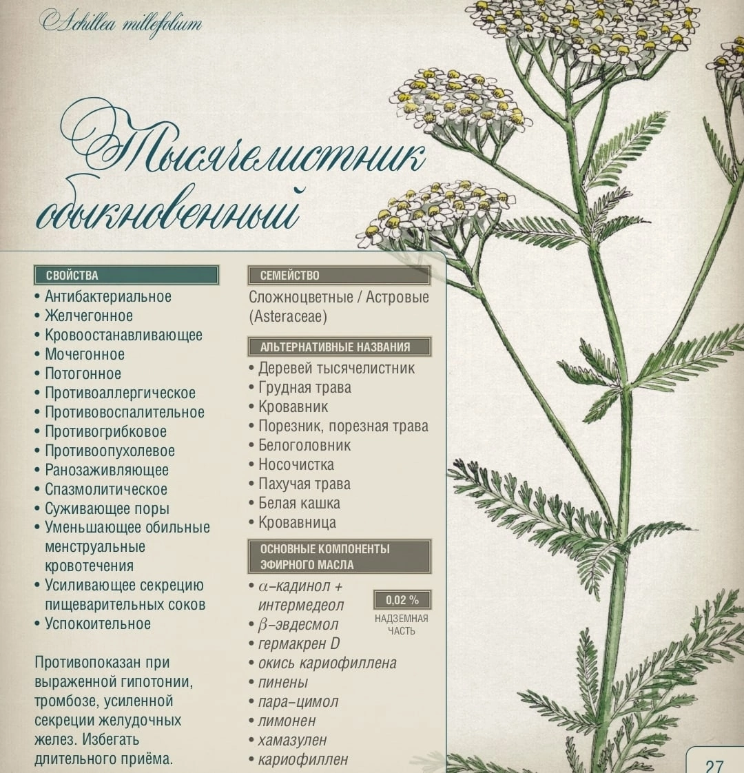 Тысячелистник разных цветов
