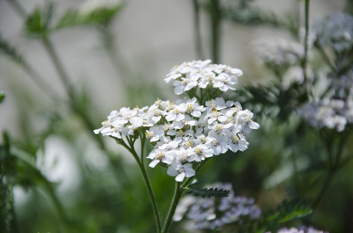 Тысячелистник Сербский