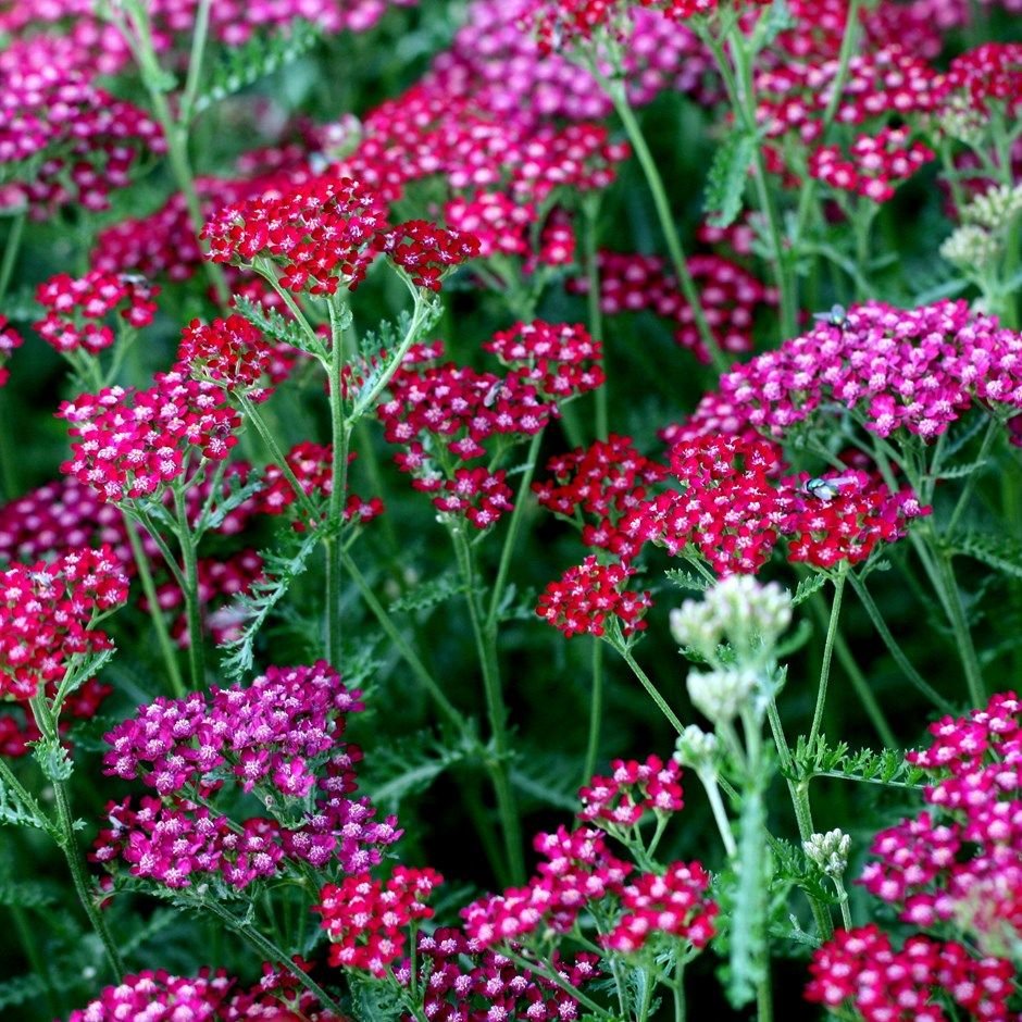 Тысячелистник Achillea "Summerwine"