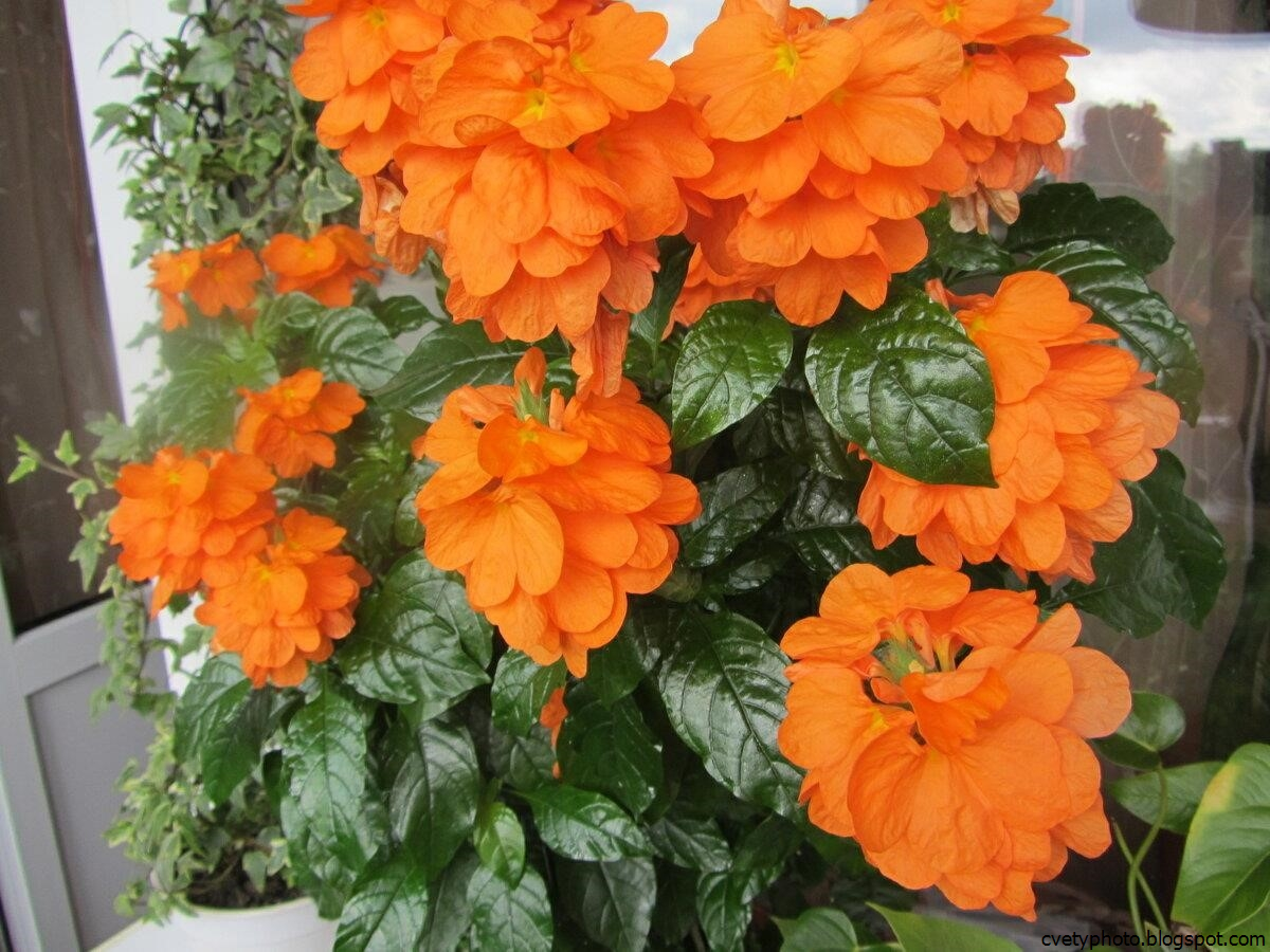 Комнатные цветы оранжевого цвета
