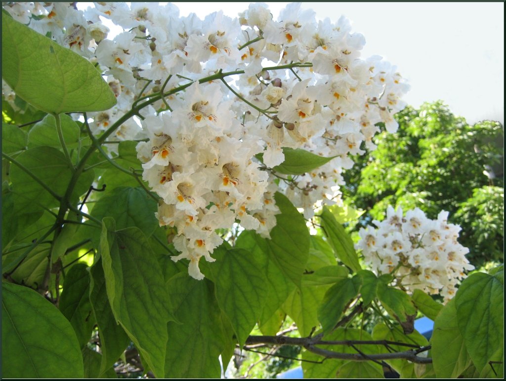 Катальпа аромат