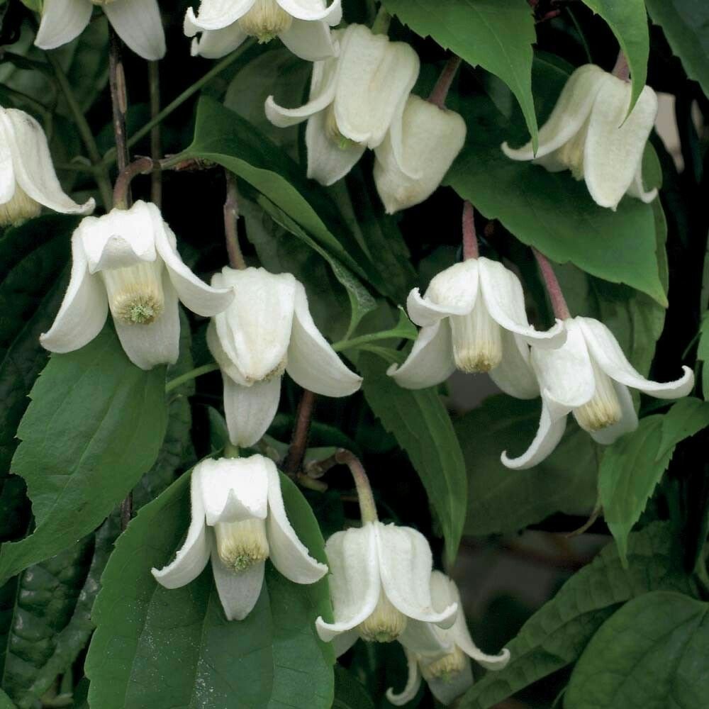 Clematis ( княжик) Winter Beauty