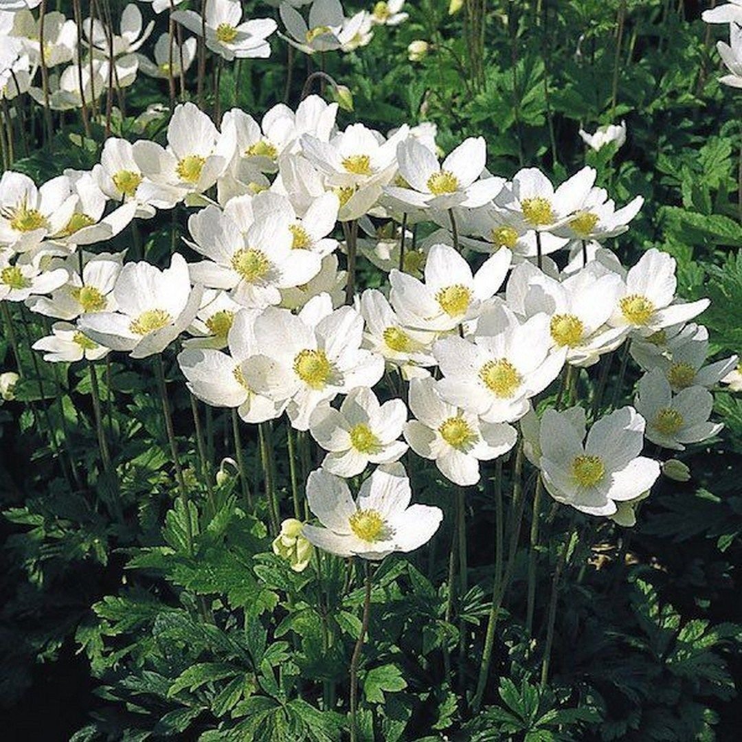 Анемона Лесная Anemone Sylvestris