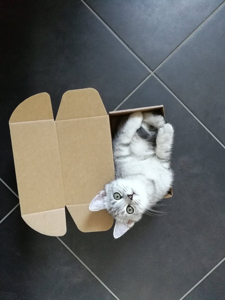 Поделка кот в коробке