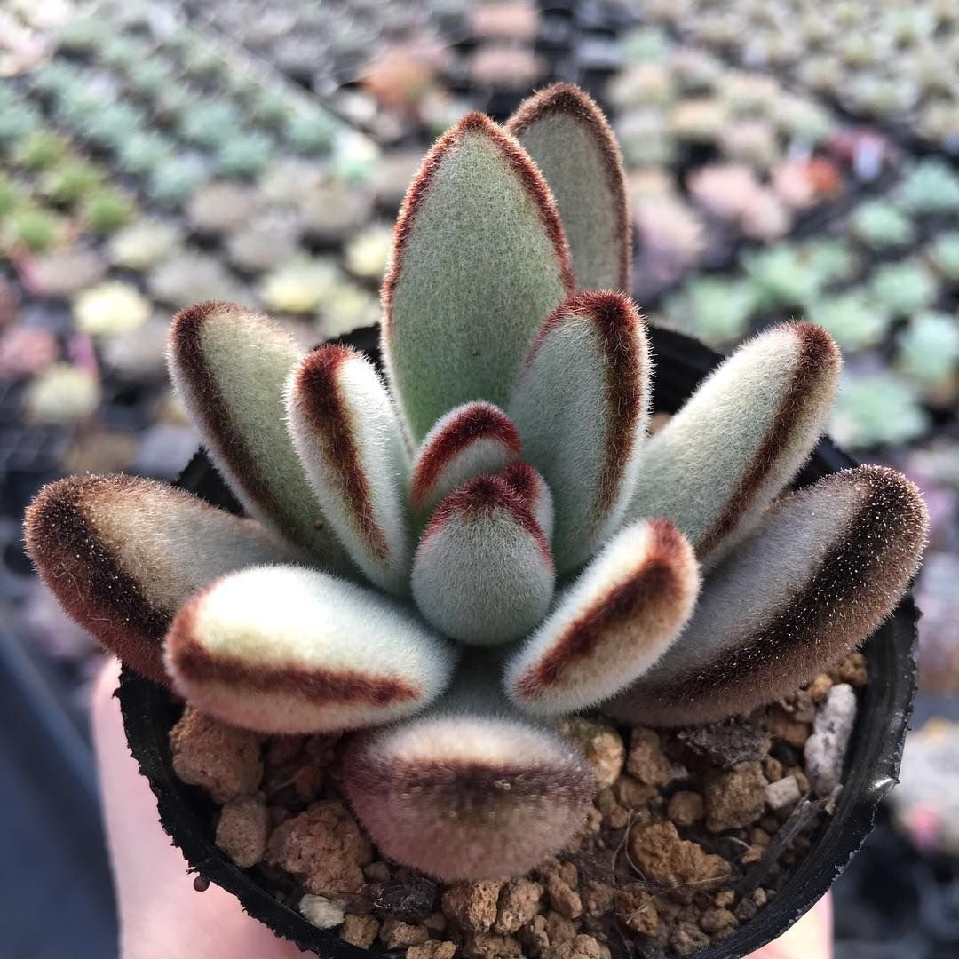 Kalanchoe tomentosa Panda