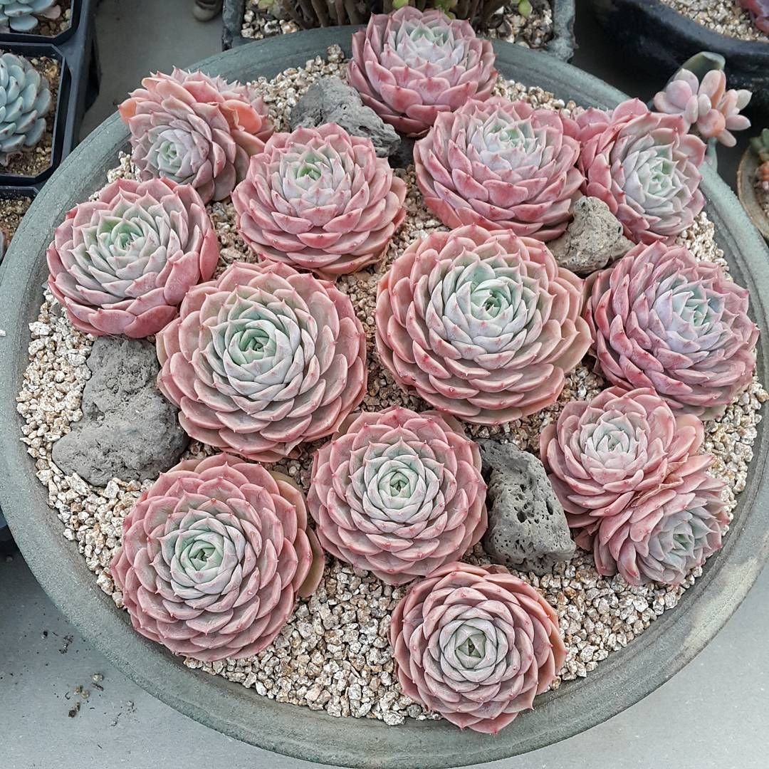 Гриновия Pink