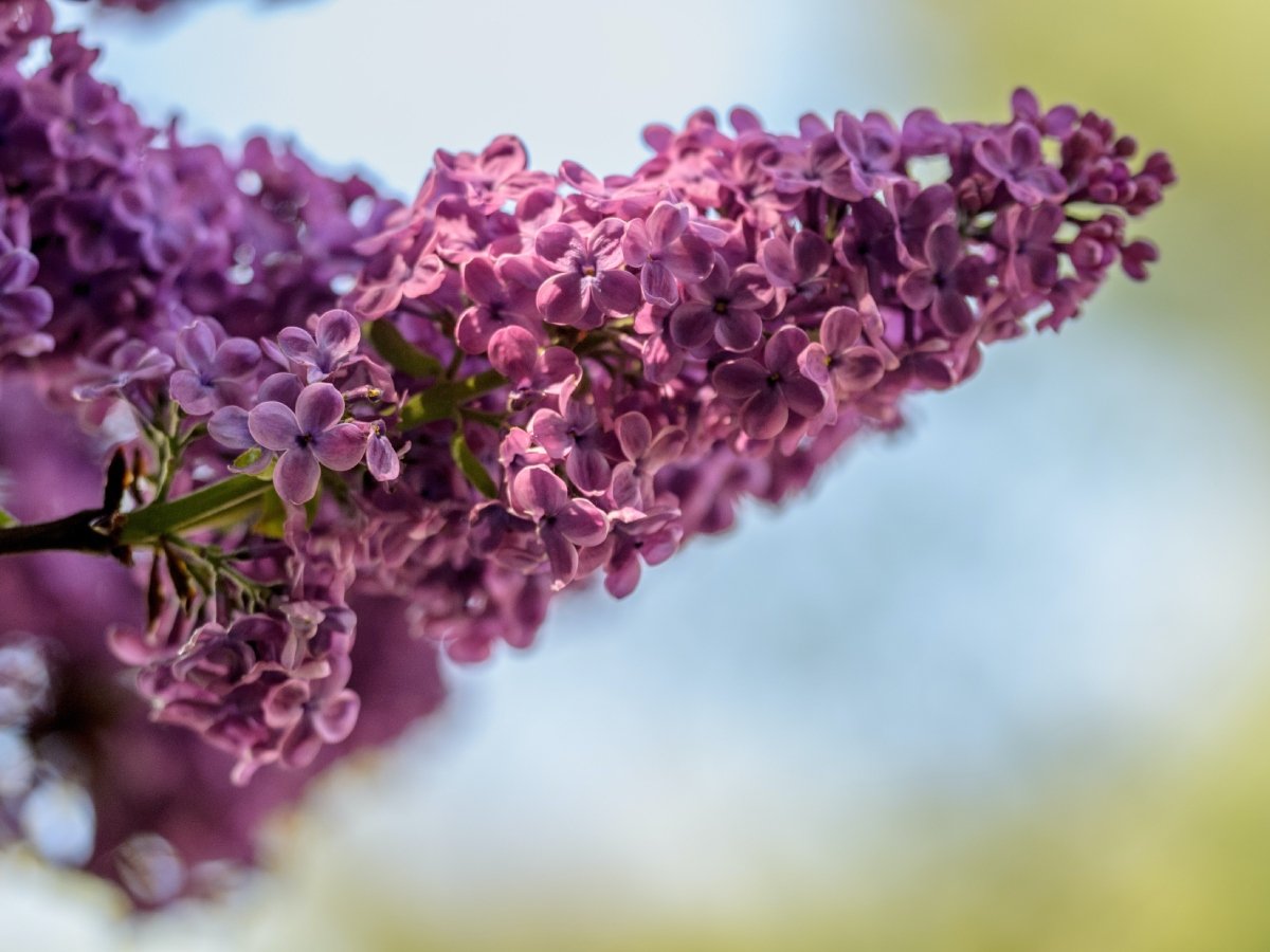 Сирень Unsplash