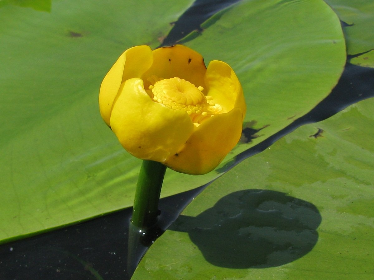 Кубышка (Nuphar)